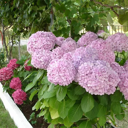 Hotel Porto Thassos &