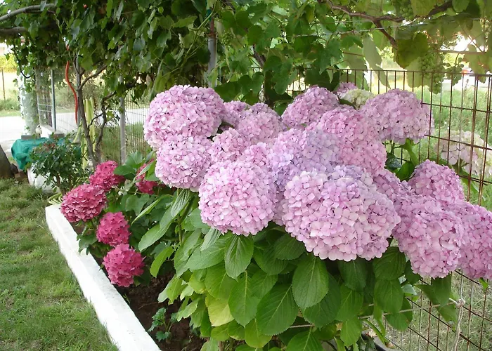 Hotel Porto Thassos &